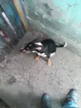 Febrinha