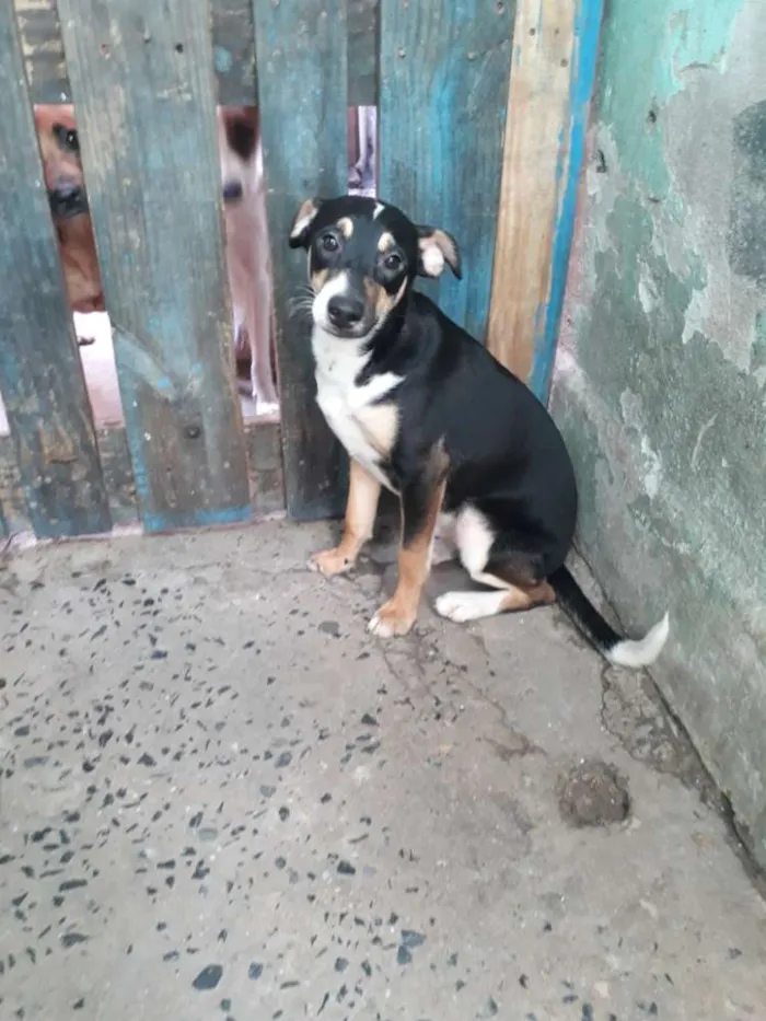 Cachorro ra a Indefinida  idade 7 a 11 meses nome Febrinha 