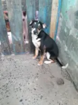 Febrinha