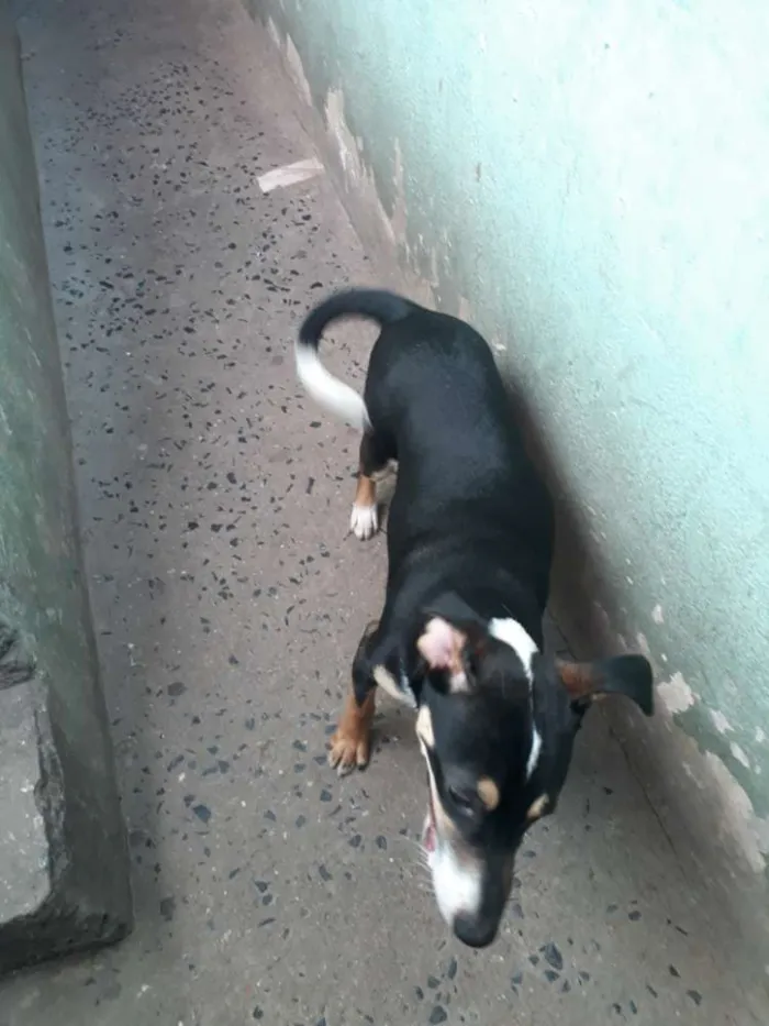 Cachorro ra a Indefinida  idade 7 a 11 meses nome Febrinha 