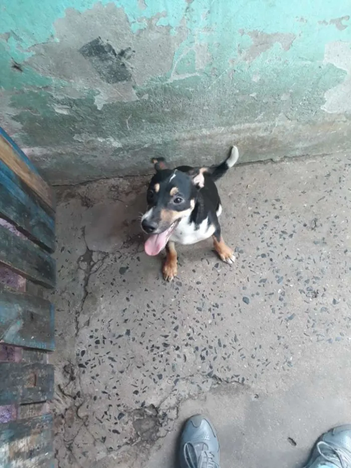 Cachorro ra a Indefinida  idade 7 a 11 meses nome Febrinha 