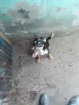 Febrinha