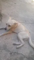 Apolo