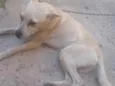 Apolo
