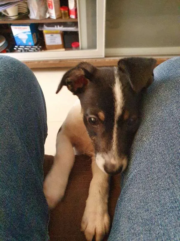 Cachorro ra a CRAND idade 2 a 6 meses nome LIZA 
