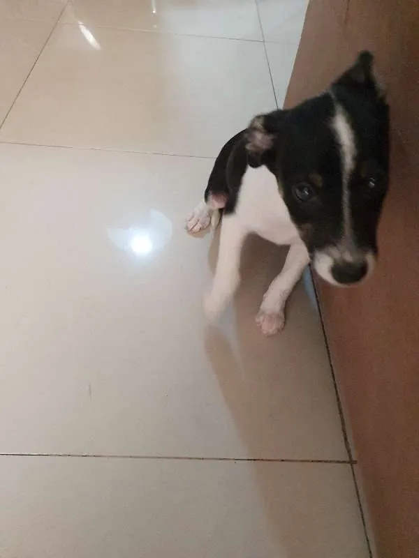 Cachorro ra a CRAND idade 2 a 6 meses nome LIZA 