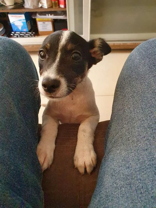 Cachorro ra a CRAND idade 2 a 6 meses nome LIZA 
