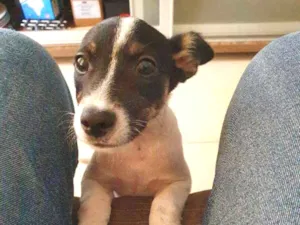 Cachorro raça CRAND idade 2 a 6 meses nome LIZA 