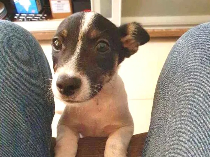 Cachorro ra a CRAND idade 2 a 6 meses nome LIZA 