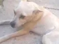 Apolo