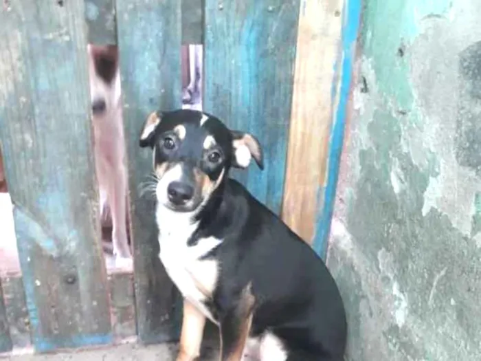 Cachorro ra a Indefinida  idade 7 a 11 meses nome Febrinha 