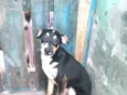 Febrinha