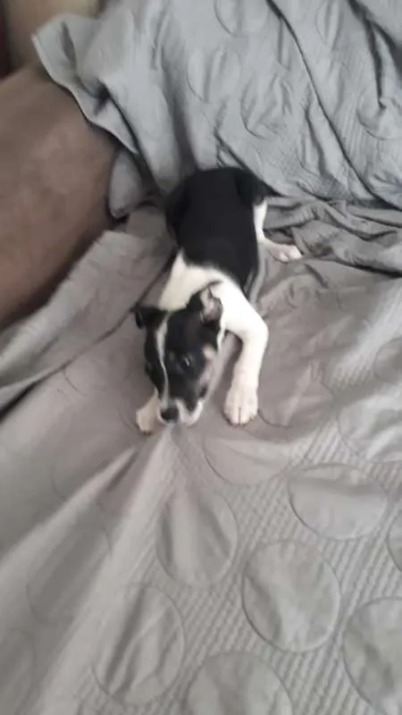 Cachorro ra a CRAND idade 2 a 6 meses nome LIZA 