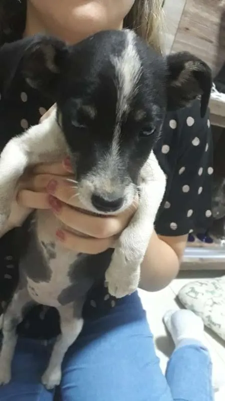 Cachorro ra a CRAND idade 2 a 6 meses nome LIZA 