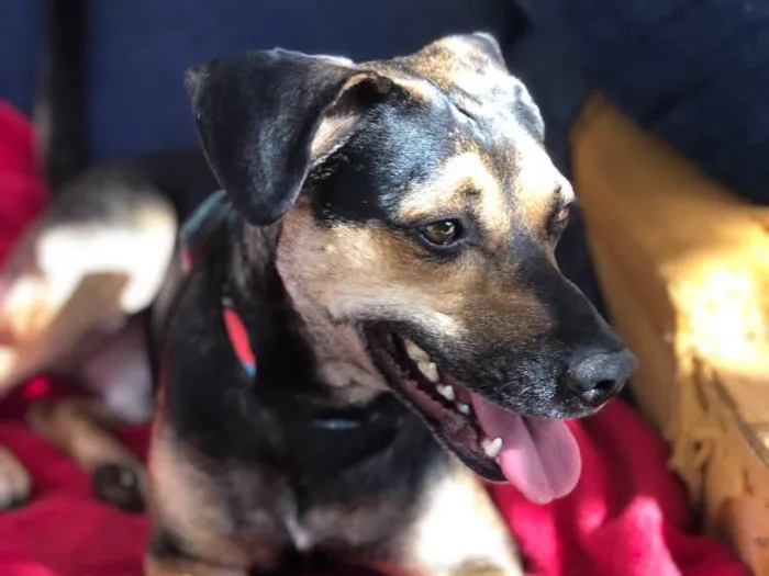 Cachorro raça SRD idade 3 anos nome Neno