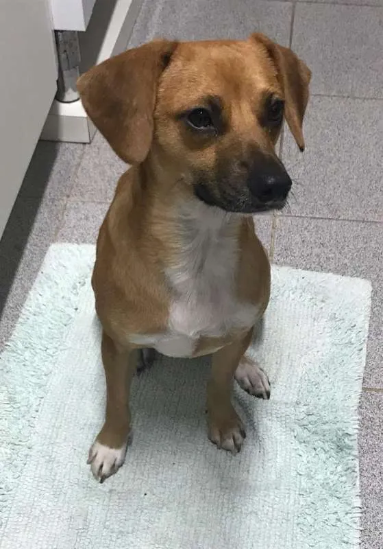 Cachorro ra a SRD idade 7 a 11 meses nome Romeu