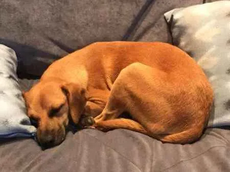 Cachorro ra a SRD idade 7 a 11 meses nome Romeu