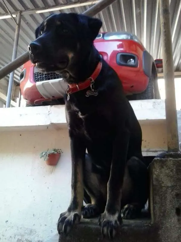 Cachorro ra a SRD idade 7 a 11 meses nome Bettina