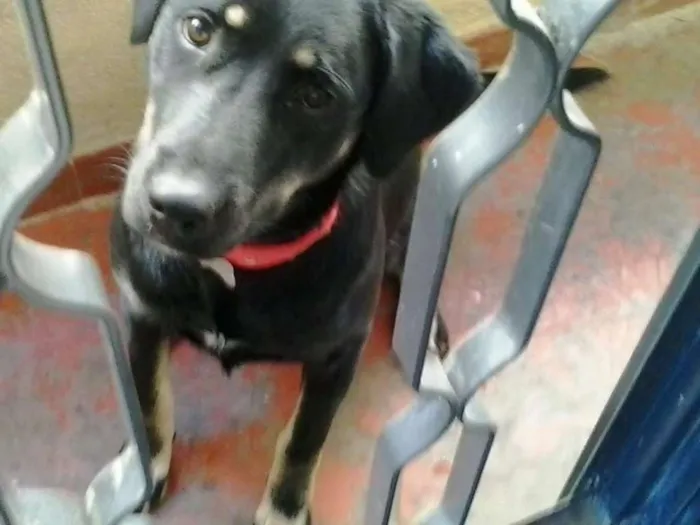 Cachorro ra a SRD idade 7 a 11 meses nome Bettina