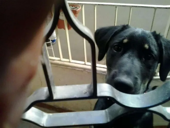 Cachorro ra a SRD idade 7 a 11 meses nome Bettina