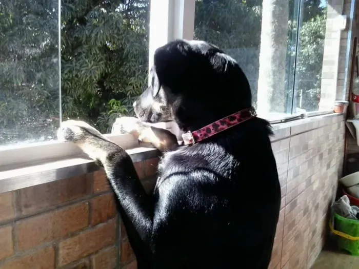 Cachorro ra a SRD idade 7 a 11 meses nome Bettina