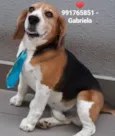 Bob 