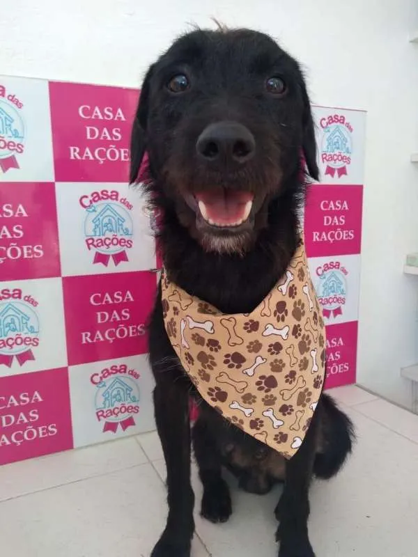 Cachorro ra a Vira-lata idade 2 anos nome Zeca