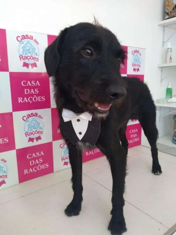 Cachorro ra a Vira-lata idade 2 anos nome Zeca