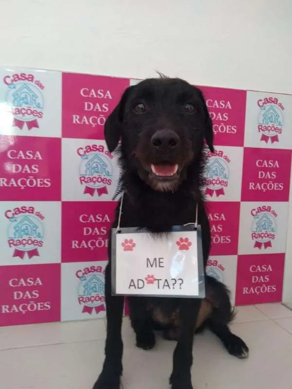 Cachorro ra a Vira-lata idade 2 anos nome Zeca