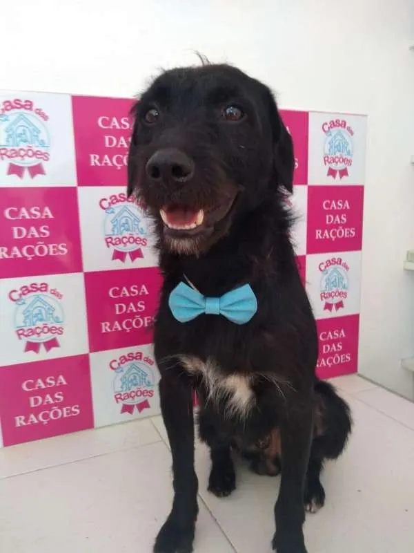 Cachorro ra a Vira-lata idade 2 anos nome Zeca