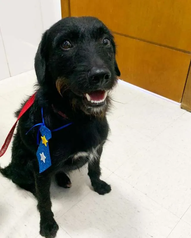Cachorro ra a Vira-lata idade 2 anos nome Zeca