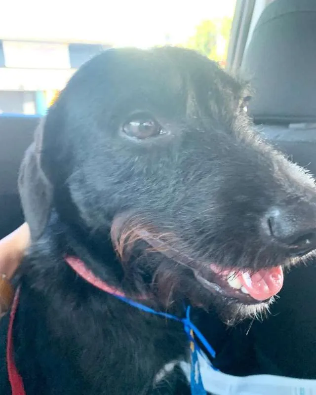 Cachorro ra a Vira-lata idade 2 anos nome Zeca
