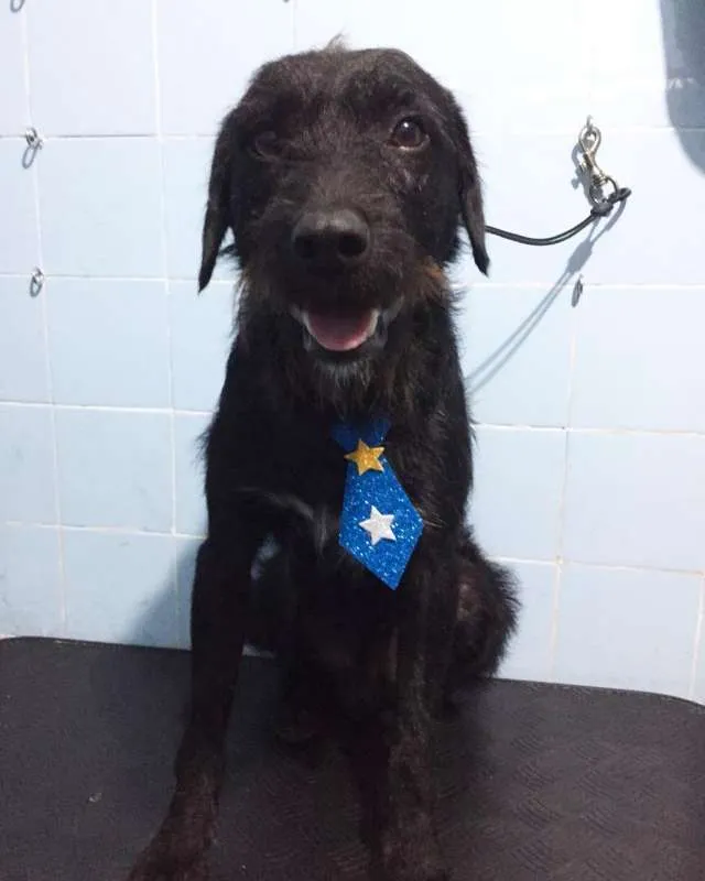 Cachorro ra a Vira-lata idade 2 anos nome Zeca
