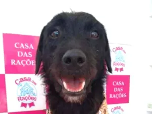 Cachorro raça Vira-lata idade 2 anos nome Zeca