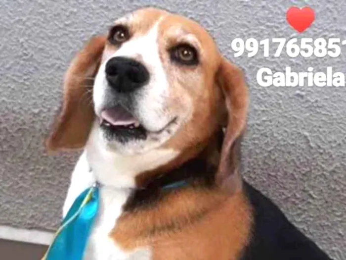 Cachorro ra a Mestiça  idade 5 anos nome Bob 
