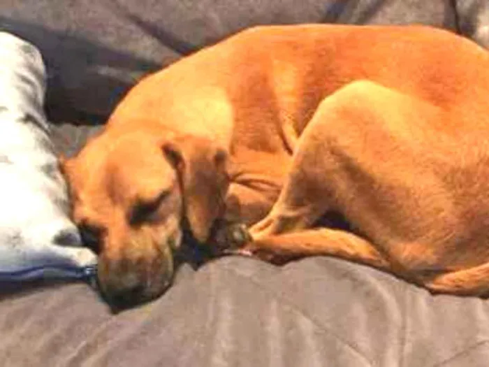 Cachorro ra a SRD idade 7 a 11 meses nome Romeu