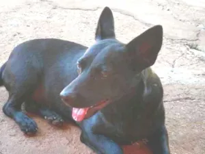 Cachorro raça SRD idade 3 anos nome Luppi