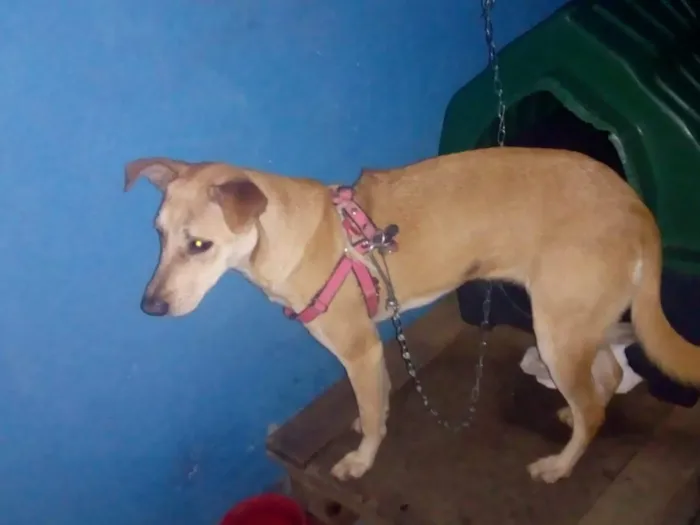 Cachorro raça Não tem raça idade 7 a 11 meses nome Mege