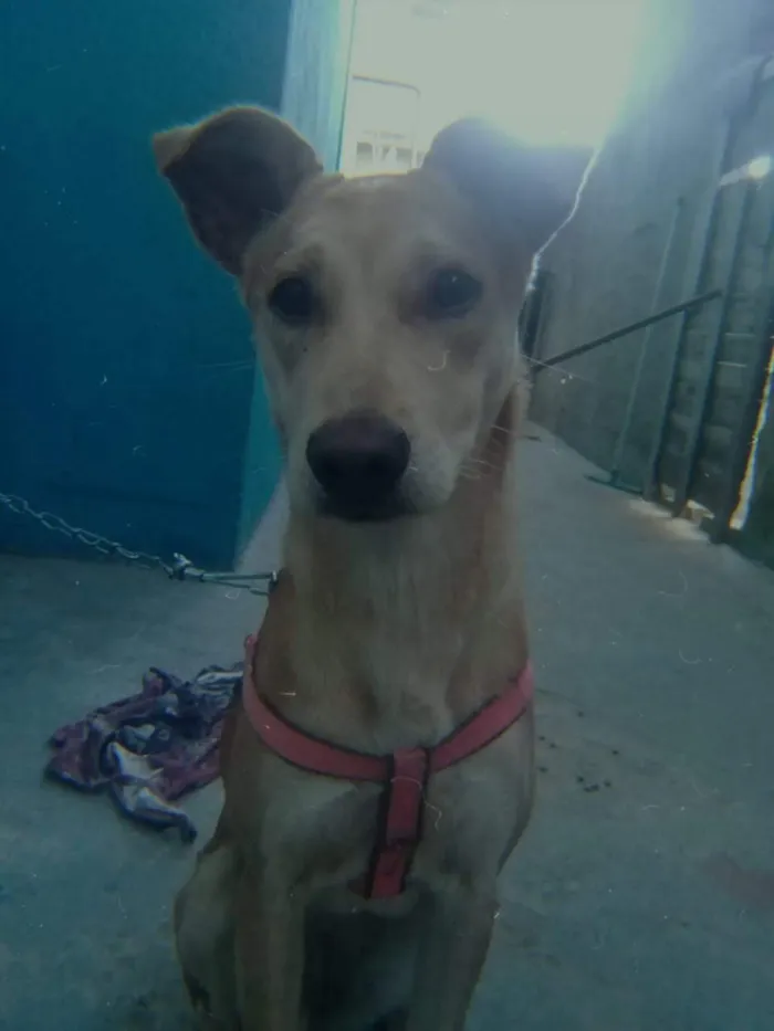 Cachorro raça Não tem raça idade 7 a 11 meses nome Mege