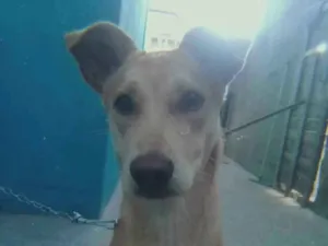 Cachorro raça Não tem raça idade 7 a 11 meses nome Mege