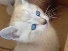 Gato ra a  idade Abaixo de 2 meses nome Sem nome