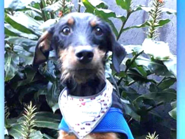 Cachorro ra a SRD idade 7 a 11 meses nome Zequinha