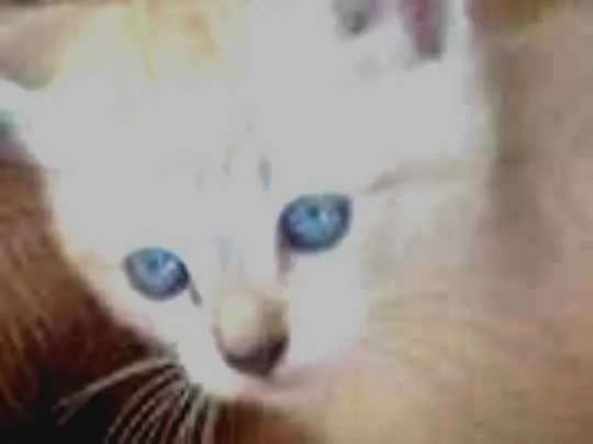 Gato ra a  idade Abaixo de 2 meses nome Sem nome
