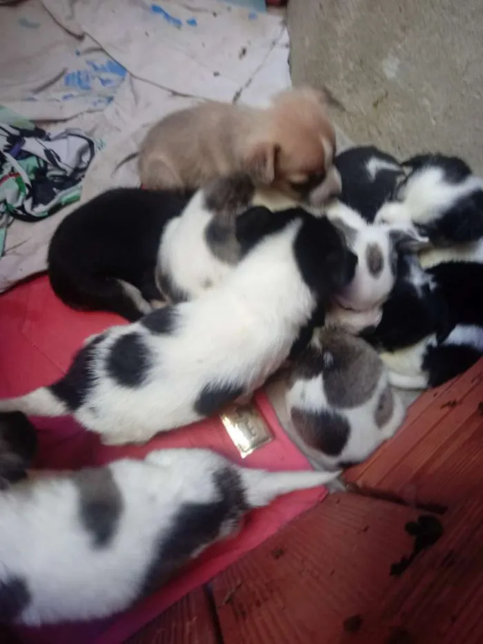 Cachorro ra a Viralata idade Abaixo de 2 meses nome Nina