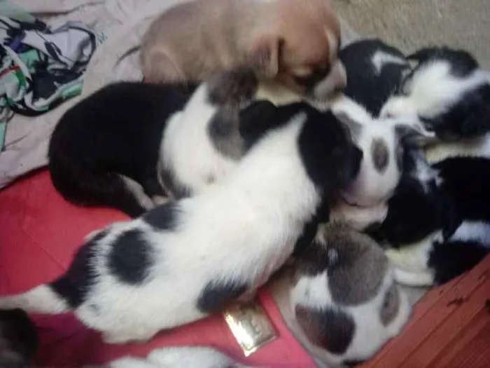 Cachorro ra a Viralata idade Abaixo de 2 meses nome Nina
