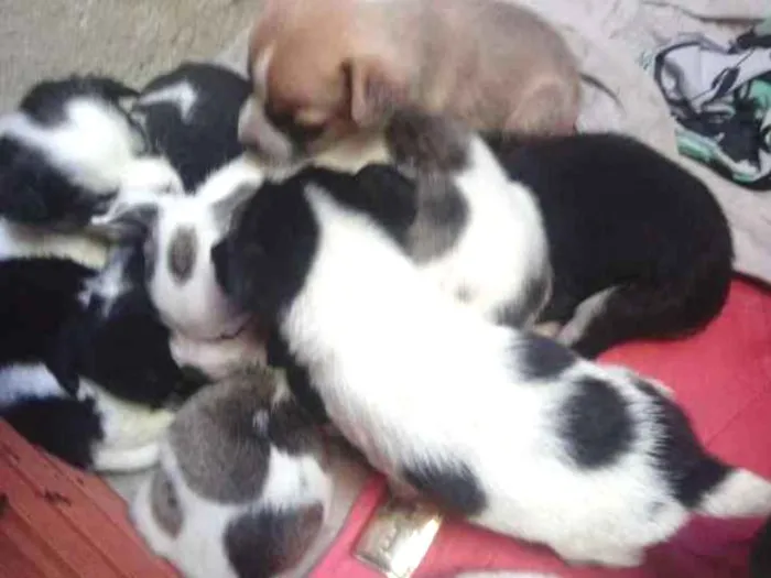 Cachorro ra a Viralata idade Abaixo de 2 meses nome Nina