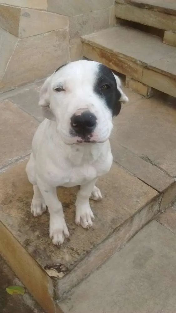 Cachorro raça Pitbull idade 7 a 11 meses nome Marduk