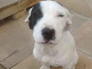 Cachorro raça Pitbull idade 7 a 11 meses nome Marduk