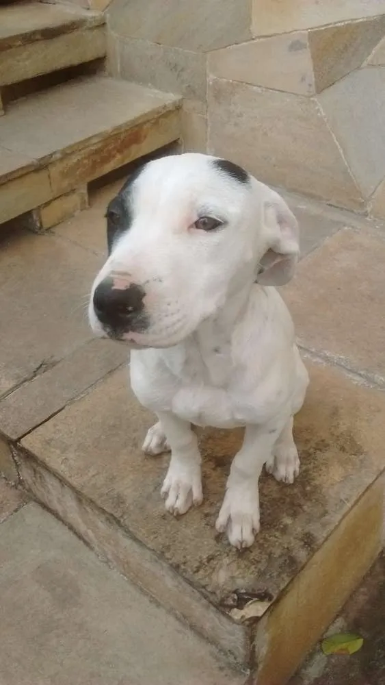 Cachorro raça Pitbull idade 7 a 11 meses nome Marduk