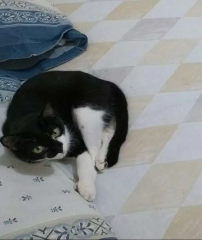 Gato raça  idade 2 anos nome Melissa